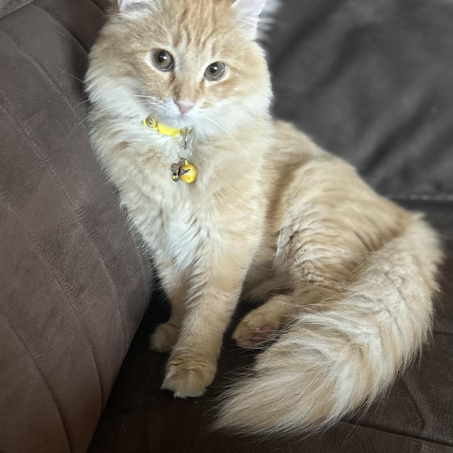 Injured kitten in our front yard - Honey (2023)