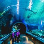Loveland Living Planet Aquarium