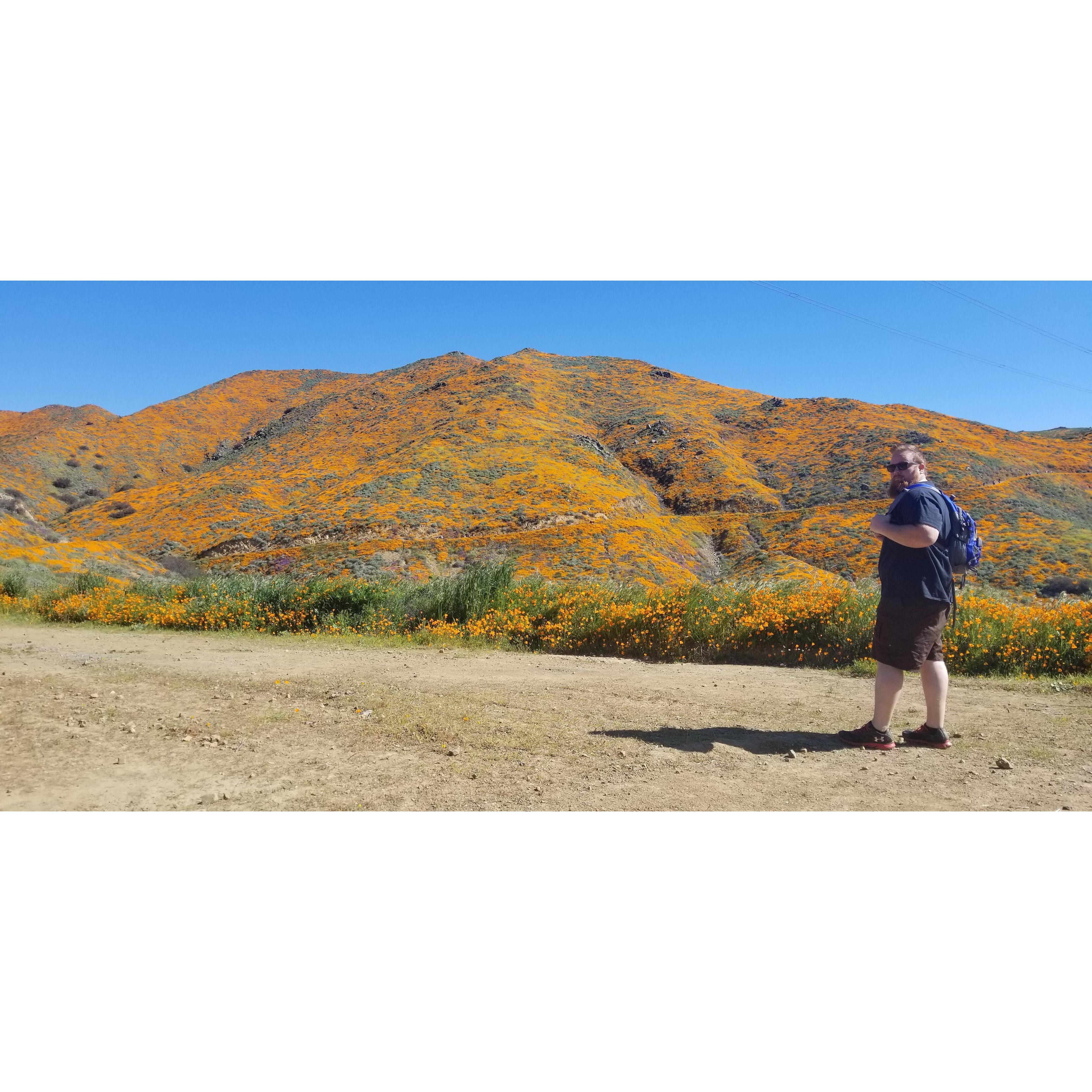 Superbloom! March 2019