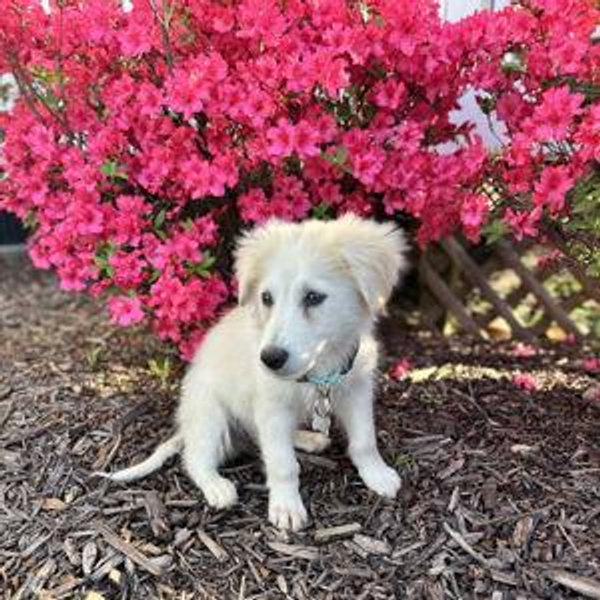 Our Puppy Fund