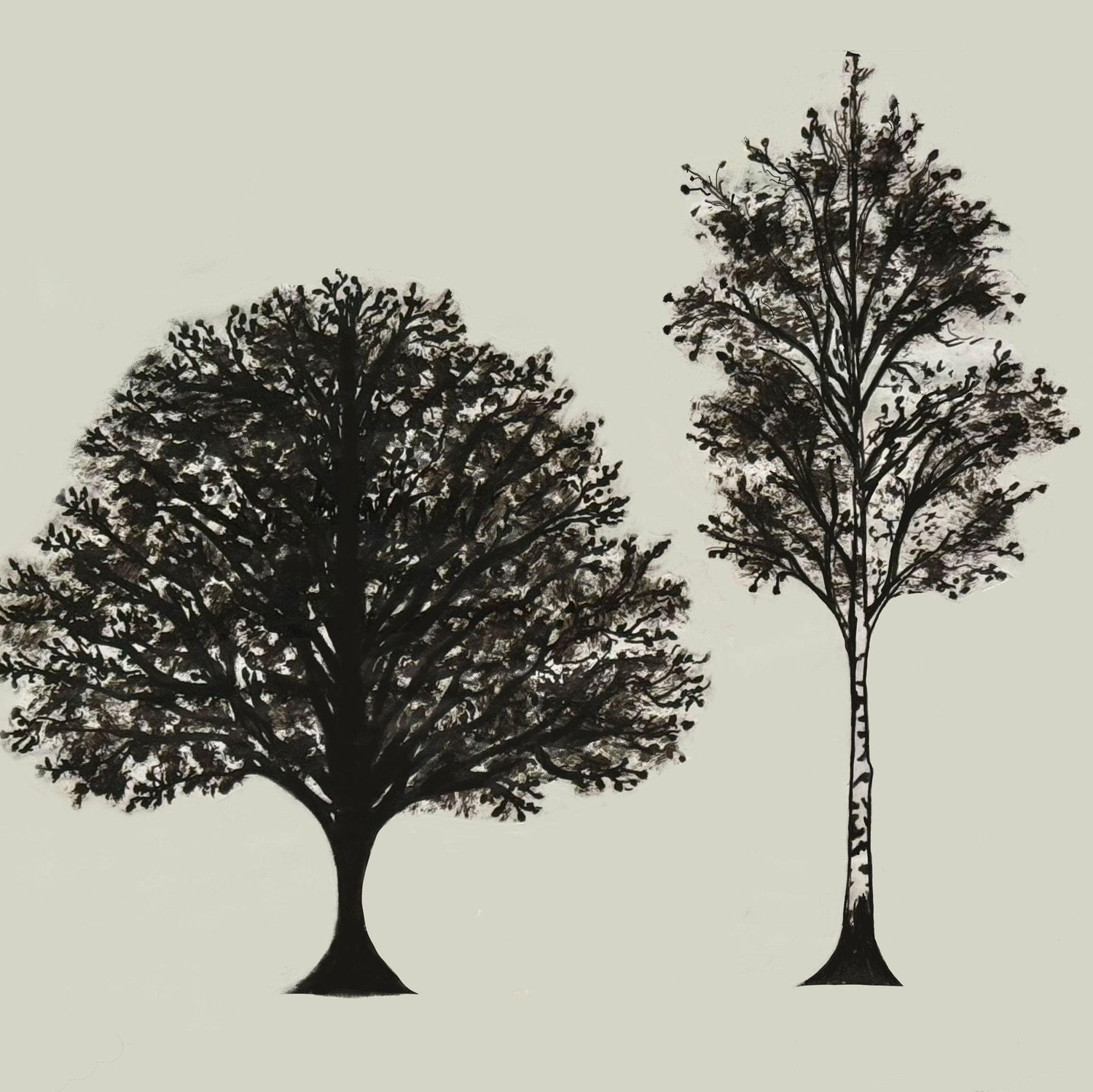 Taite painted a Bradford pear tree and a Pando aspen for our invitations