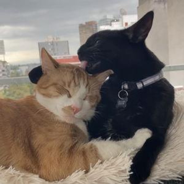 The Cat Lounge: Jade and Adam's Shelter
