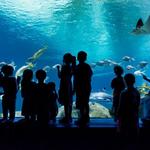 OdySea Aquarium