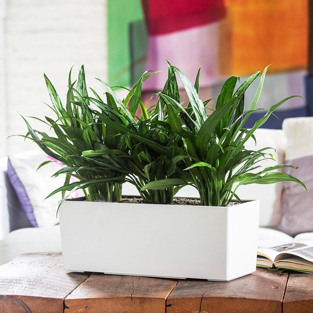 Aglaonema Cutlass Balconera - White