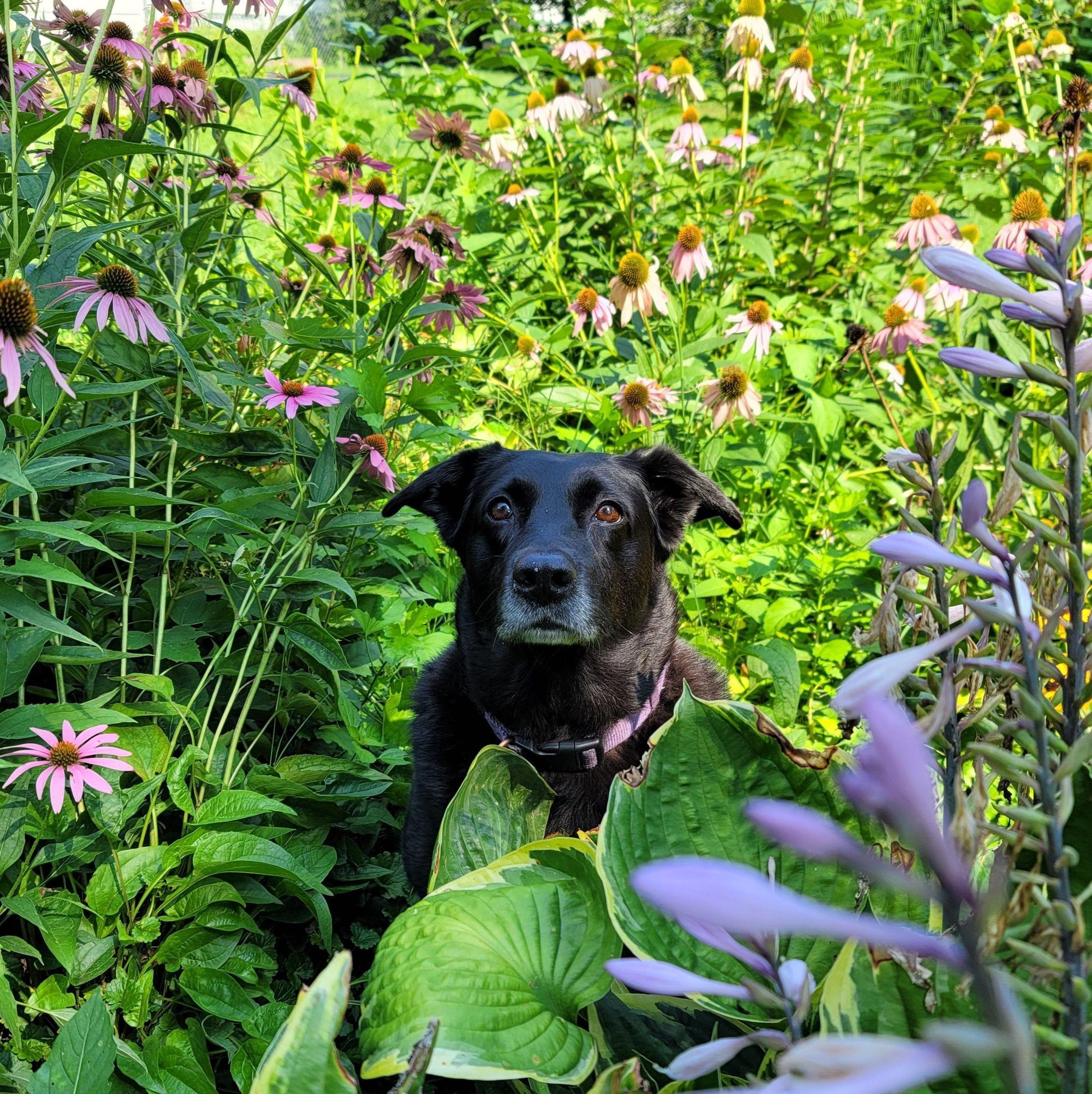 Happy pup in the garden. Toledo, Ohio 2025