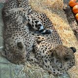 Sacramento Zoo