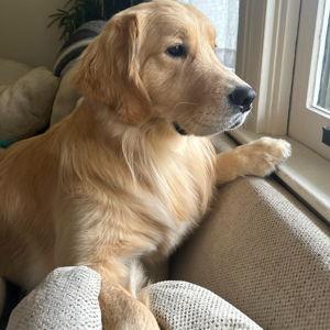 Dream Couch Fund