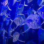 Audubon Aquarium of the Americas