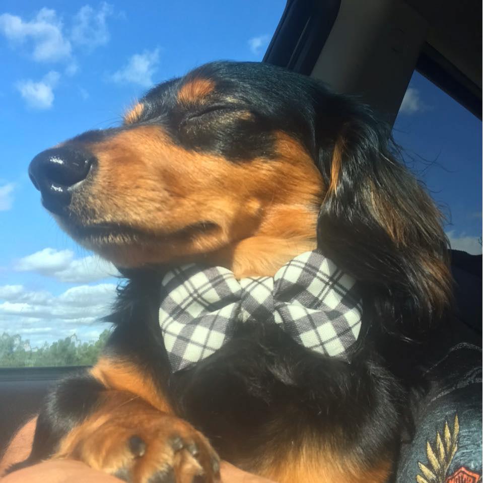 Mr. Rufio Jenkins!