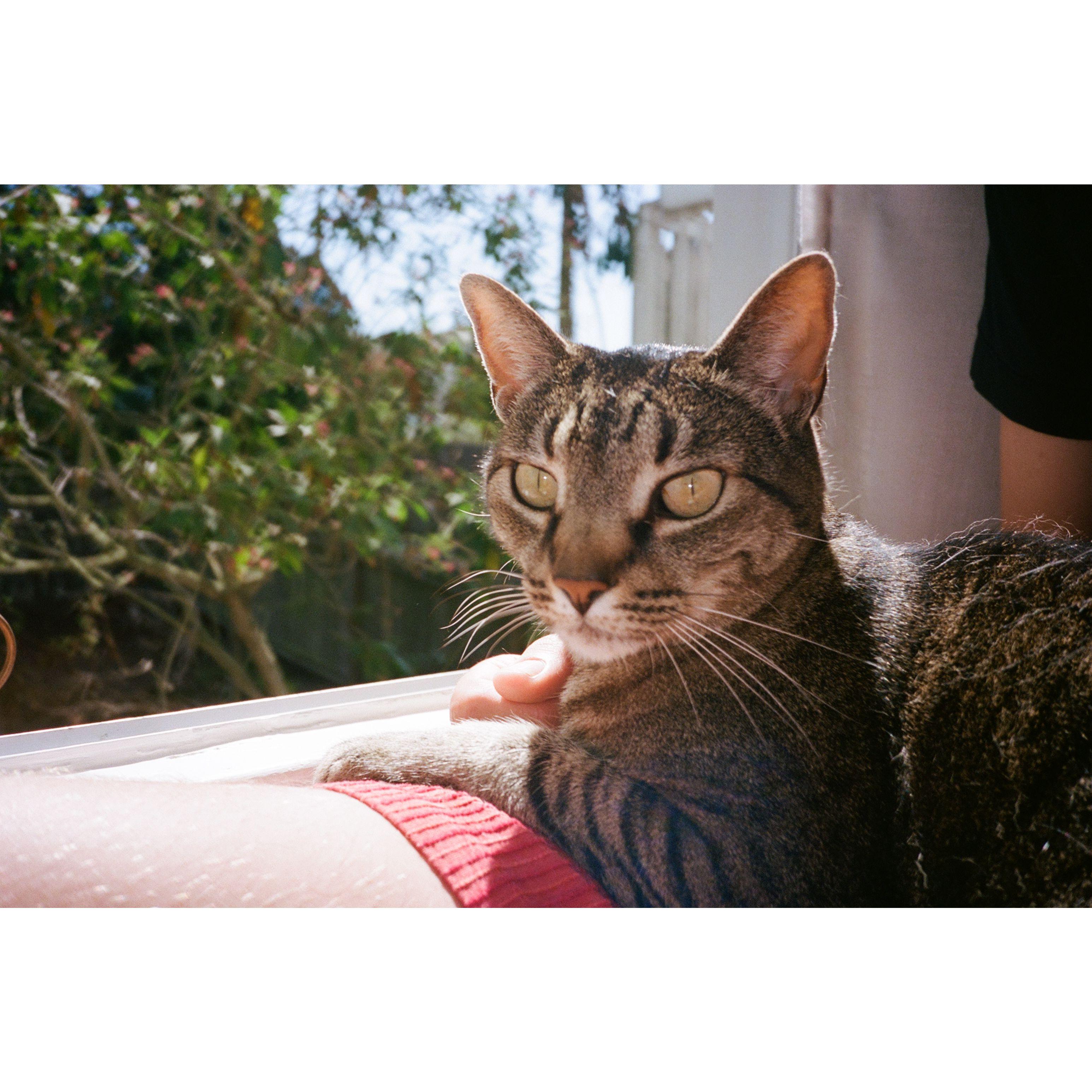 Our kitty, Stella