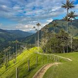Valle del Cocora