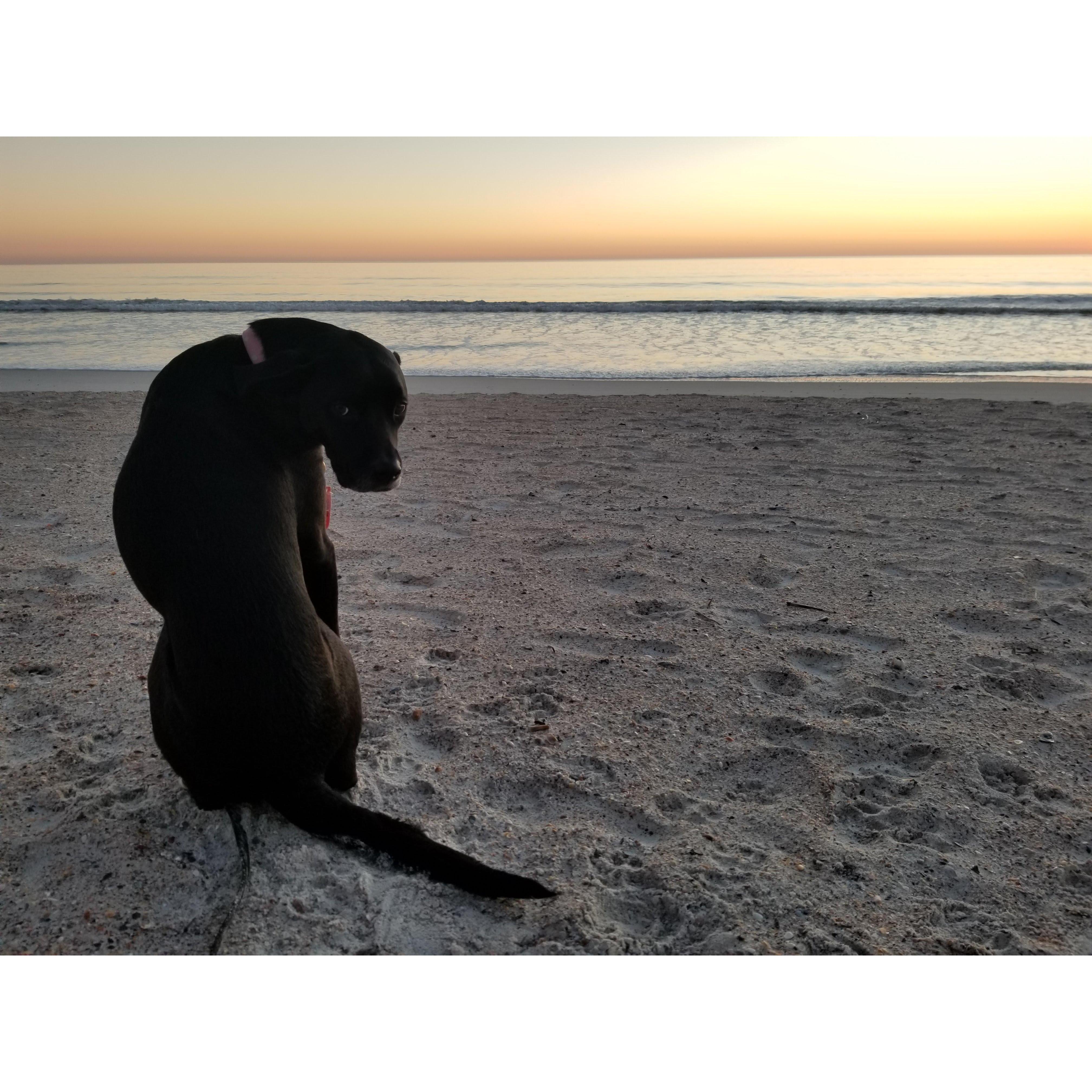 Beach dog