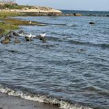 Cove Island