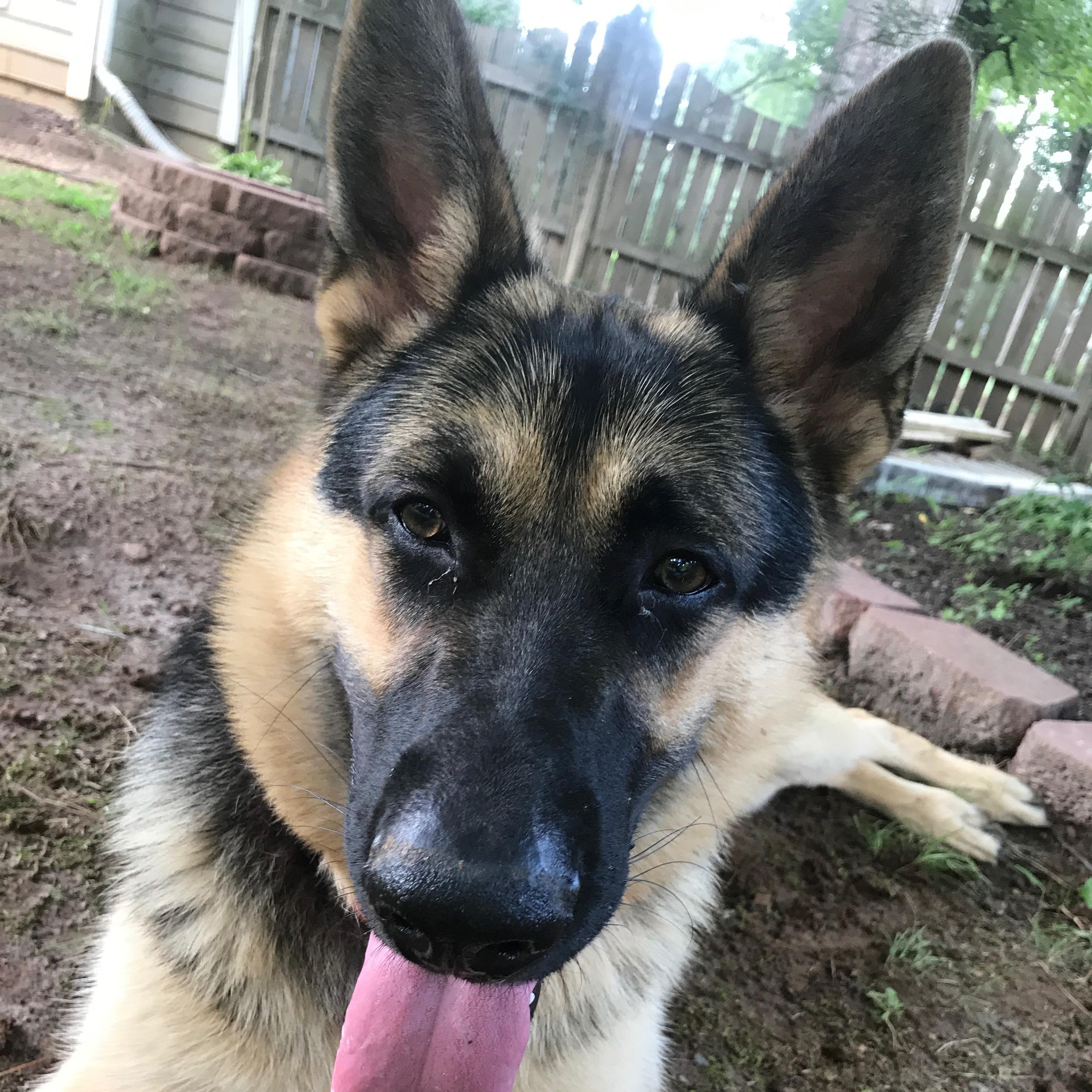 Our first investment - Caesar the German Shepherd