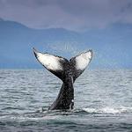 Whale Watching
