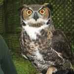 Carolina Raptor Center