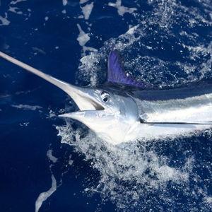 Honeymoon Deep Sea Fishing Charter