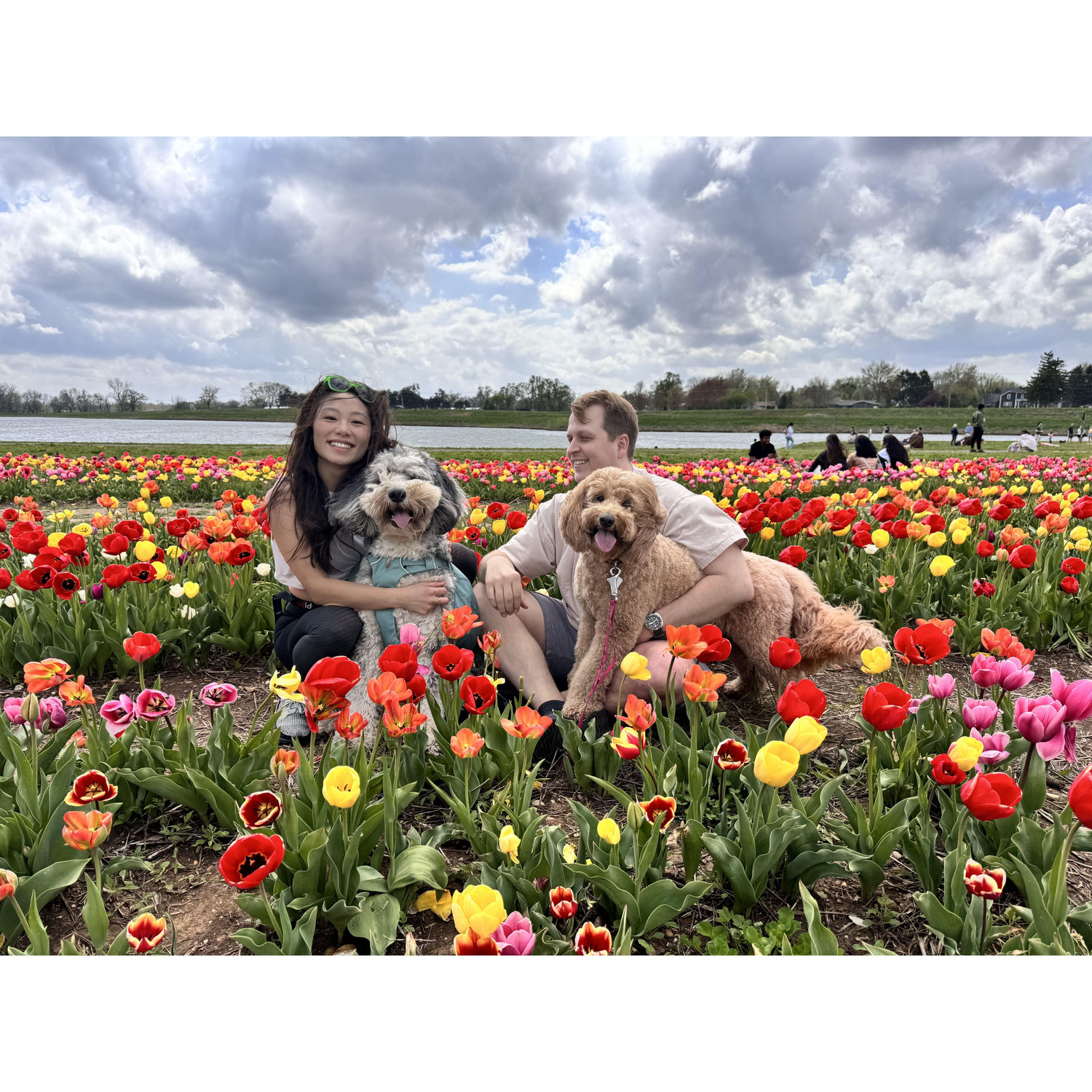 Tulip festival with the dogs