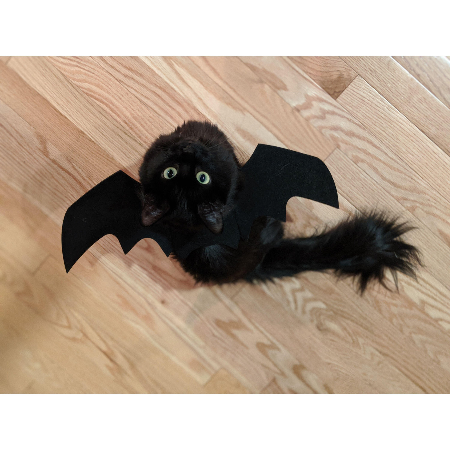 👀 (bat version)