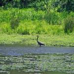 Conestee Nature Preserve