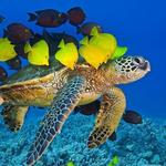 Snorkel Molokini Crater