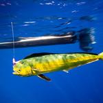 Fantastic II Sport Fishing Charters