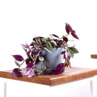 Tradescantia Zebrina
