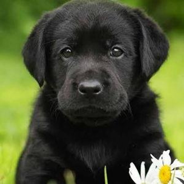 Pet funds!!