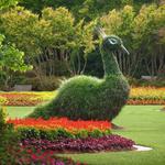 The Dallas Arboretum and Botanical Garden