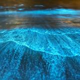 Bahía Bioluminiscente