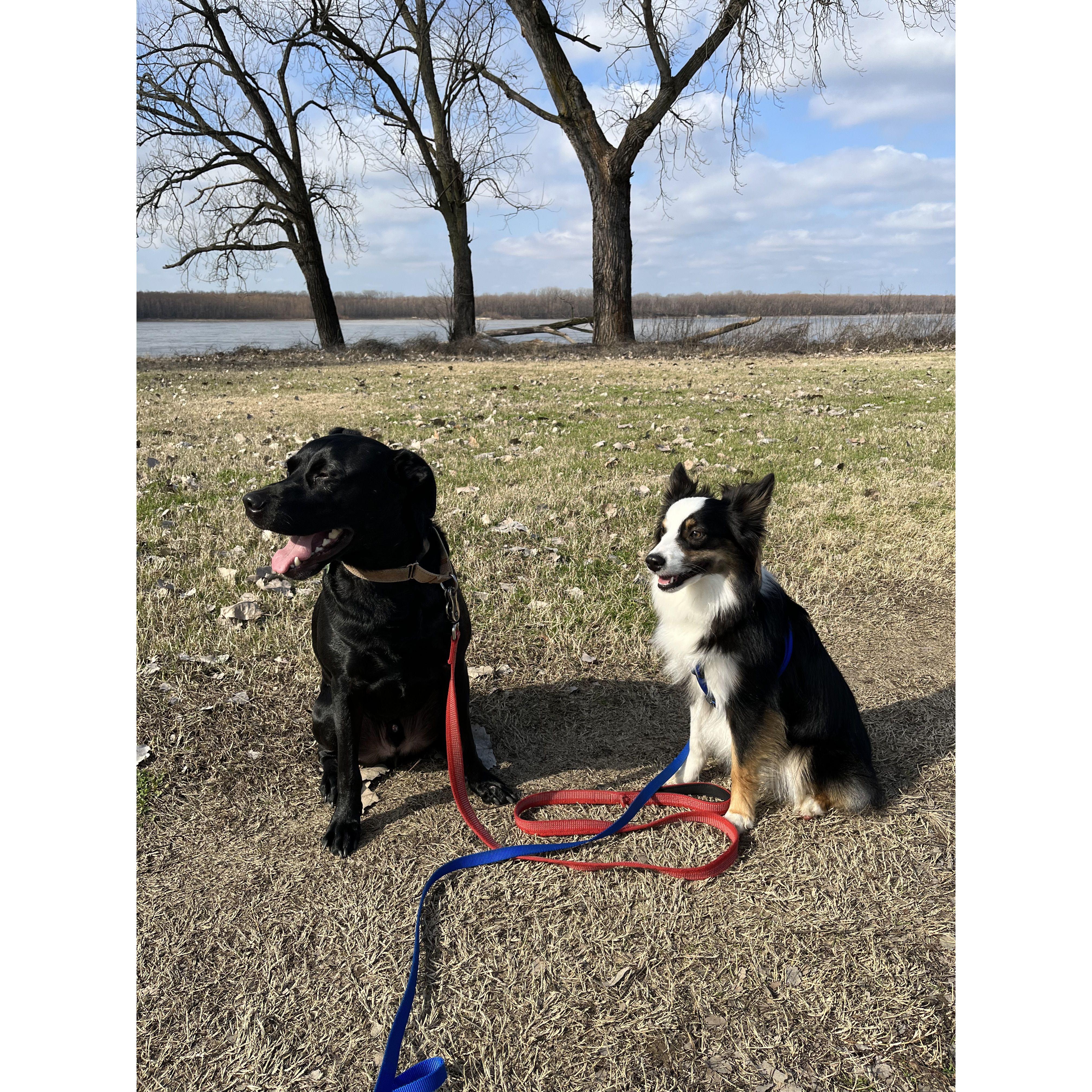 Our dogs August and Goose became best friends, January 8, 2023