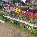Weston Farmers Market
