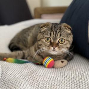 Toys For the Kitty