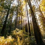 Armstrong Redwoods State Natural Reserve
