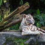 Fort Worth Zoo