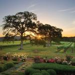 612 Vineyard