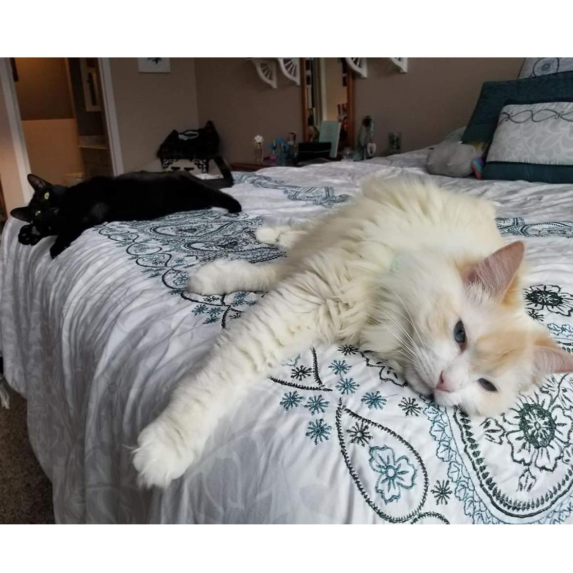 Our fur babies Cersei and Sage