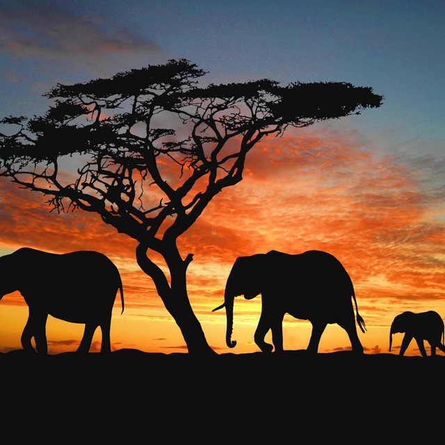 South African Honeymoon Safari Fund