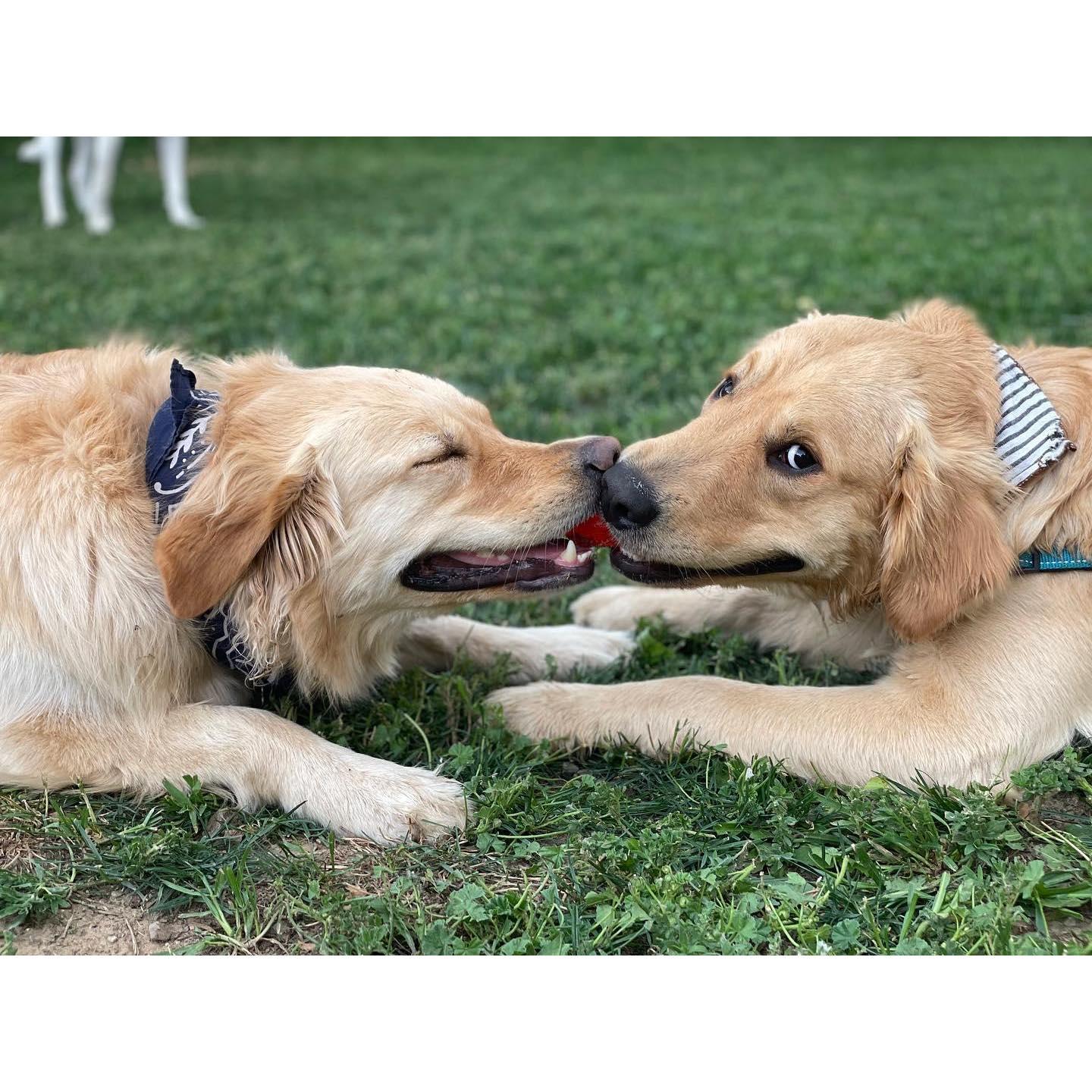 Our fur babies, Grizzly and Camper