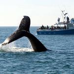 Hyannis Whale Watcher Cruises