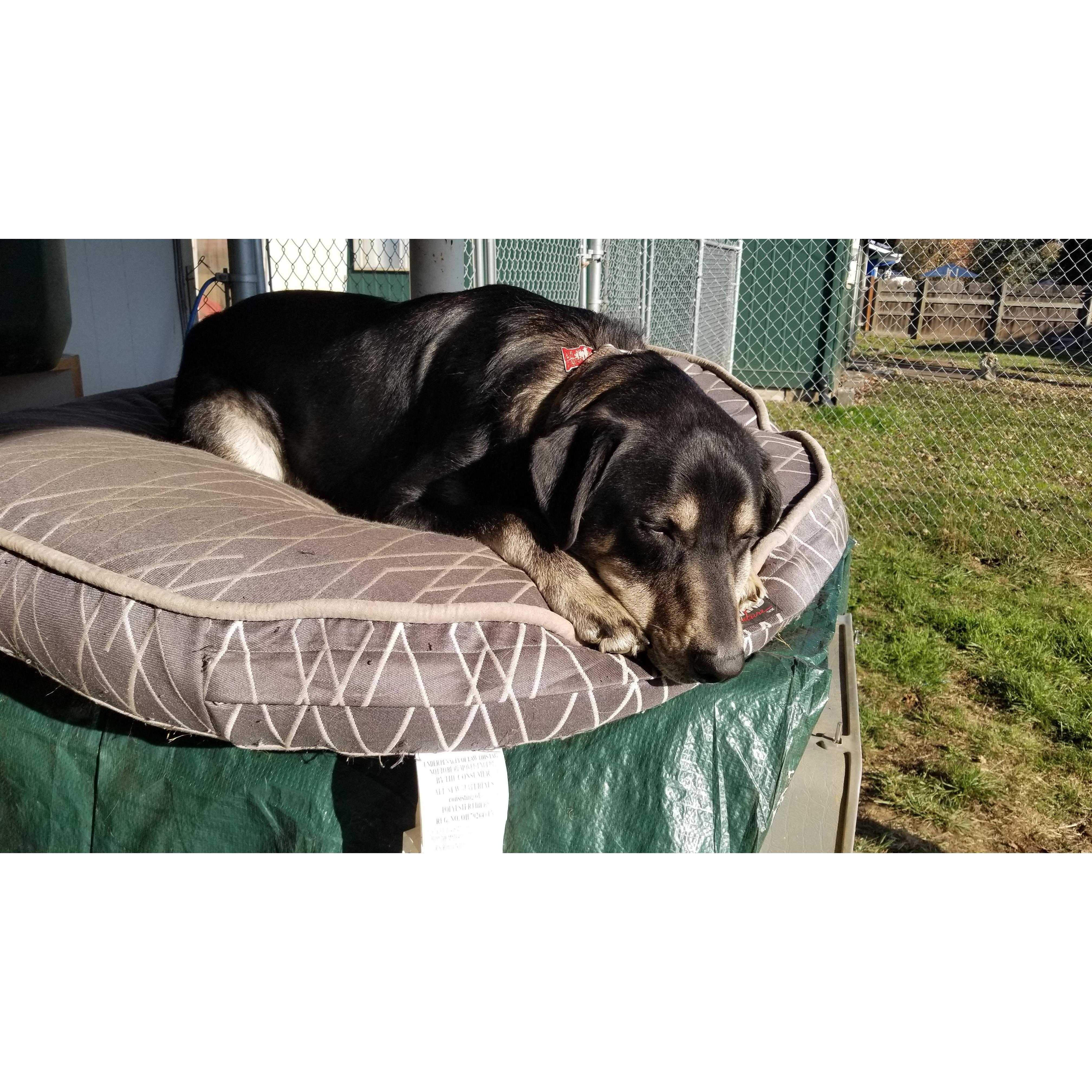 Our precious fur child, Duke. We got him January 21, 2017