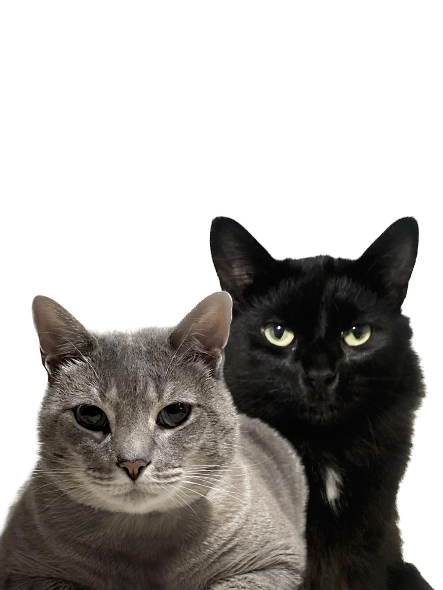 Our kitties! Cream Cheese (left) & Kiba (right)