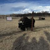 The Musk Ox Farm