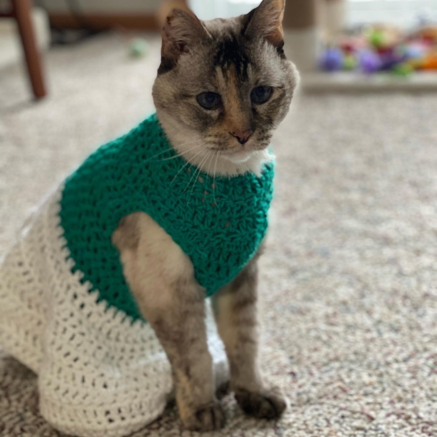 Sabby our fur baby