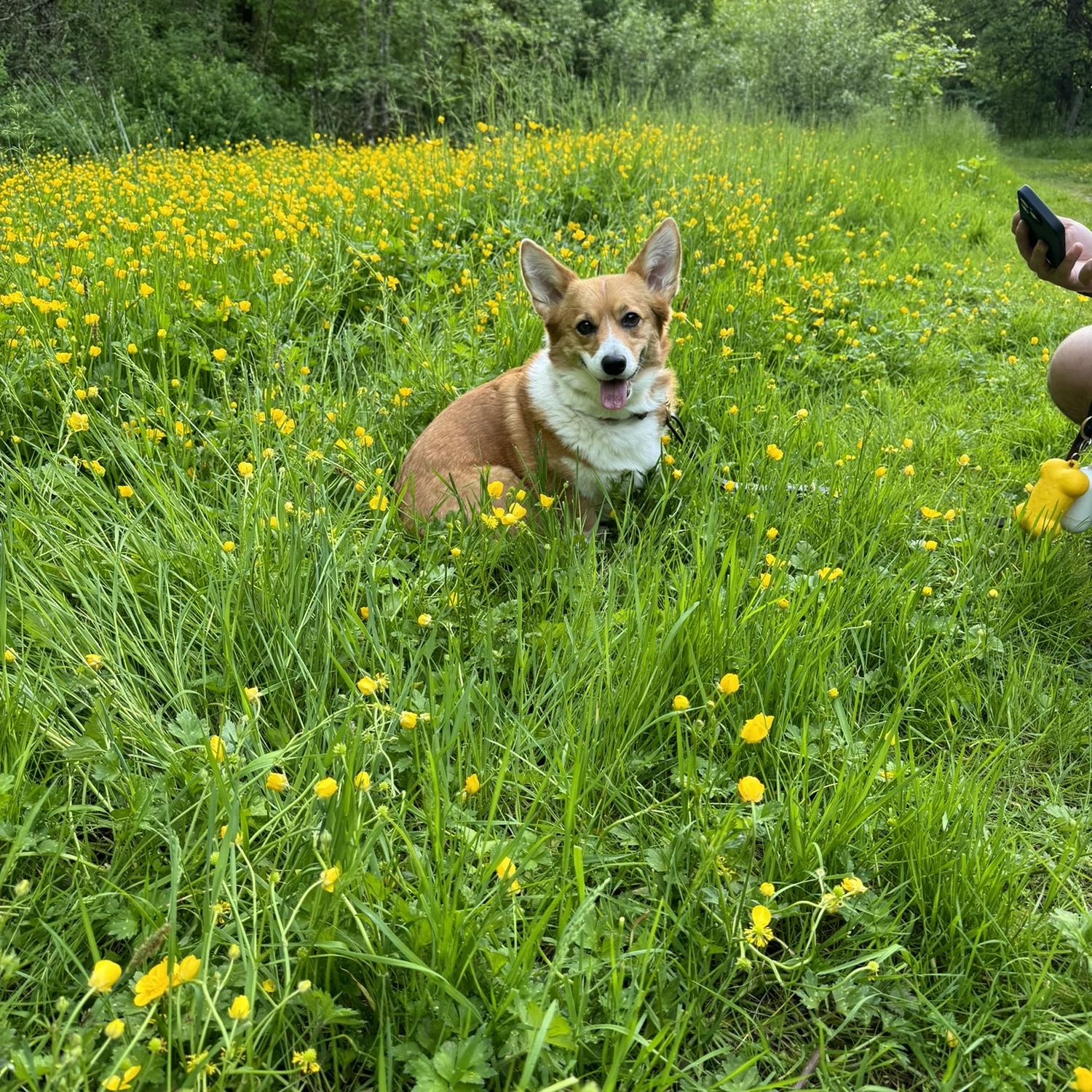 Lemon the OG Corg