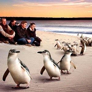 Penguin Parade Tickets - Honeymoon