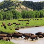 Theodore Roosevelt National Park
