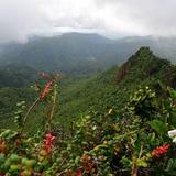 Explore El Yunque National Forest