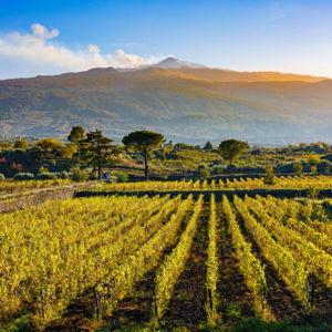 Wine Tasting in Sicily