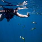 Full-Day Snorkeling Tour to Culebra Island with Lunch
